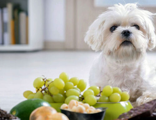 Foods You Probably Didn’t Know That Should Never Be Fed To Pets