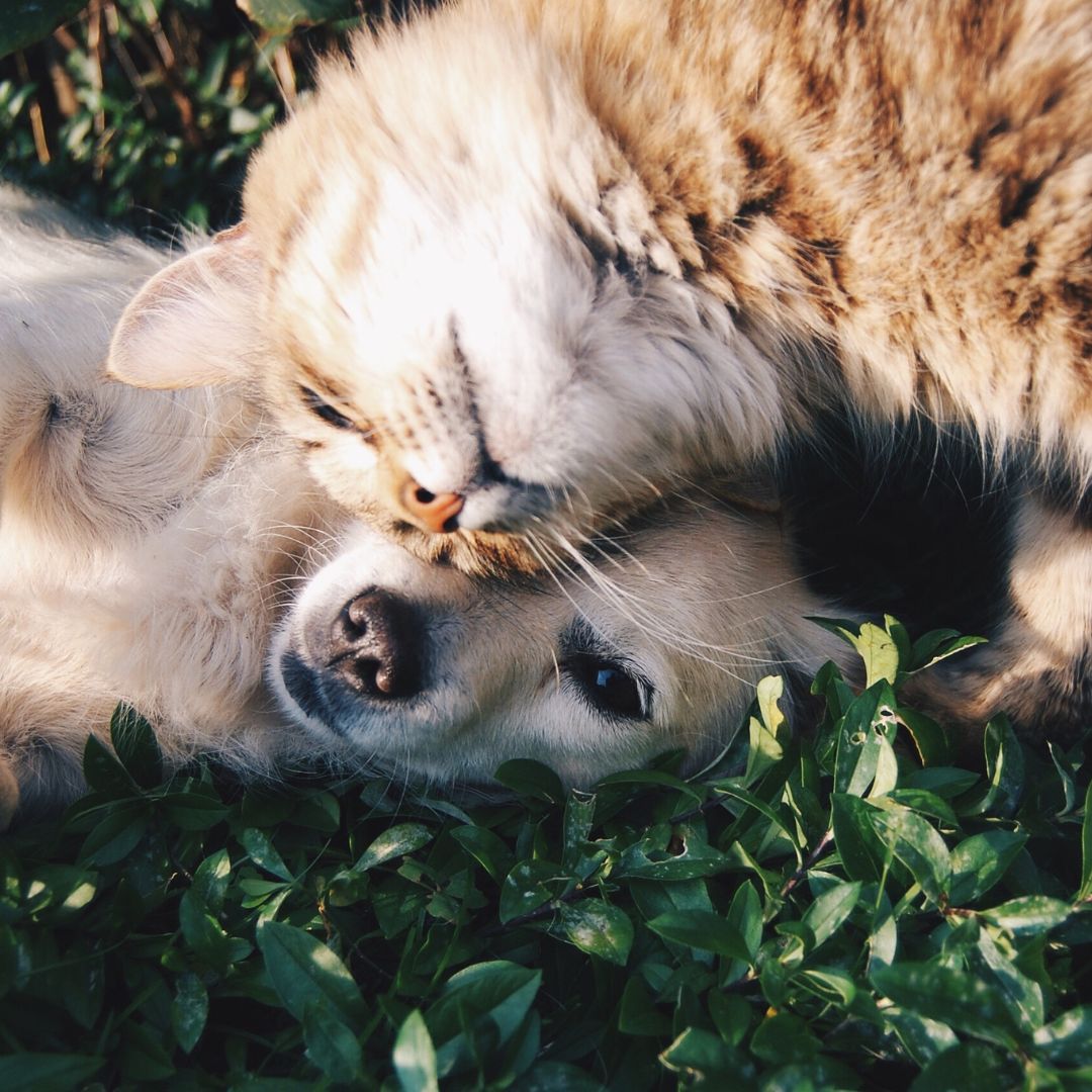 Dog and cat in the grass