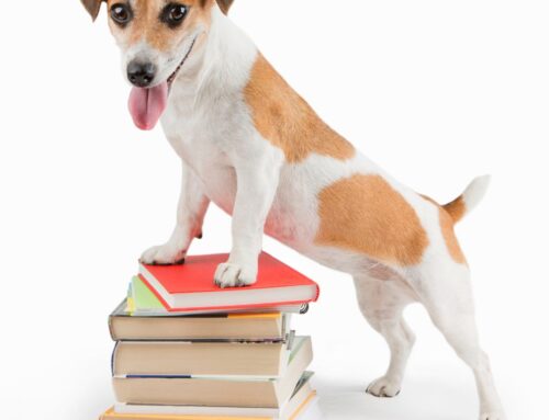 Back-to-School Season: Helping Pets Adjust to Routine Changes