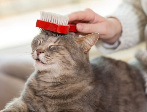 Fall Cat Care: Keeping Your Feline Happy and Healthy This Season